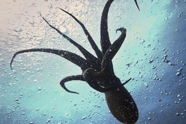 Рабочий сайт kraken