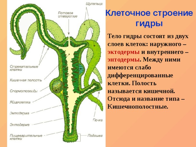 Кракен даркнет только через тор